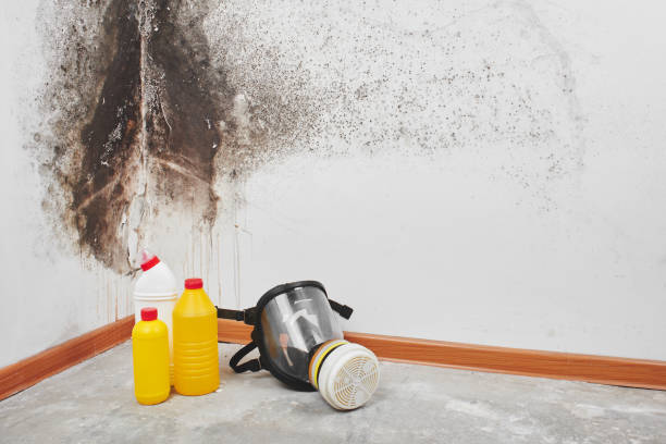 Best Mold Testing and Inspection Services in Bayside Gardens, OR