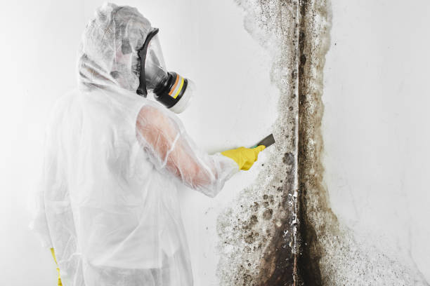Best Industrial Mold Remediation in Bayside Gardens, OR