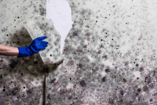 Bayside Gardens, OR Mold Remediation Company